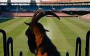 kozel