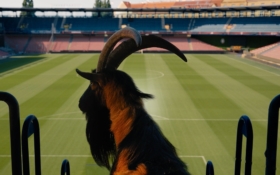 kozel