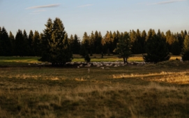 ryzovna16