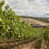 artevini-1920-x-1200-px