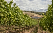 artevini-1920-x-1200-px