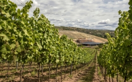 artevini-1920-x-1200-px