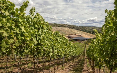 artevini-1920-x-1200-px