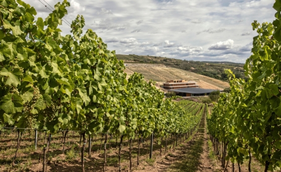 artevini-1920-x-1200-px