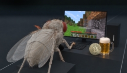 octomilka
