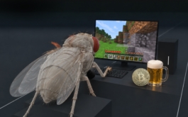 octomilka