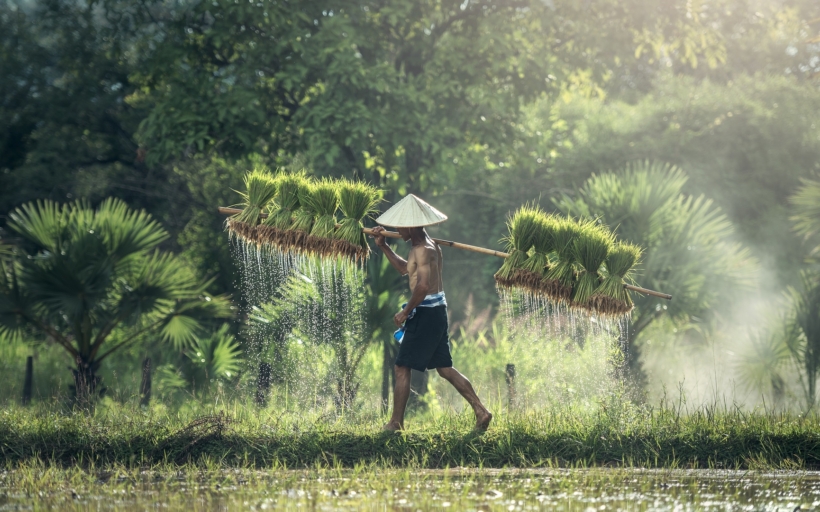 china-farmer
